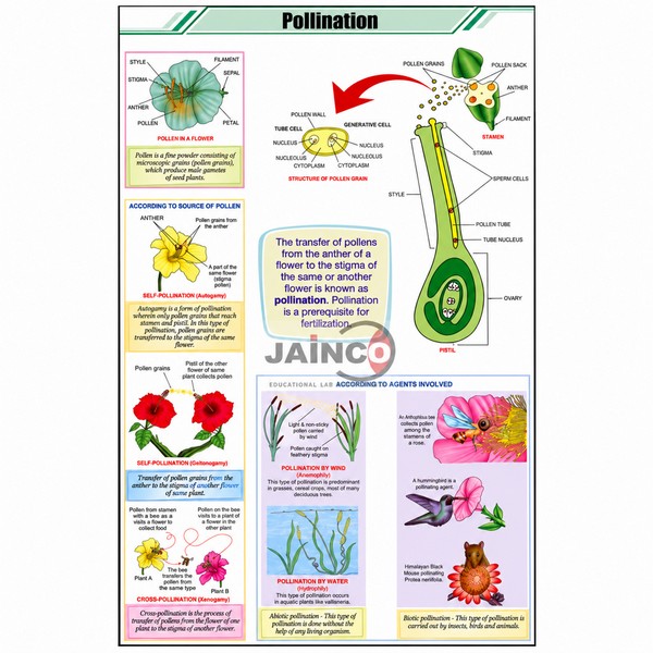 Pollination Chart